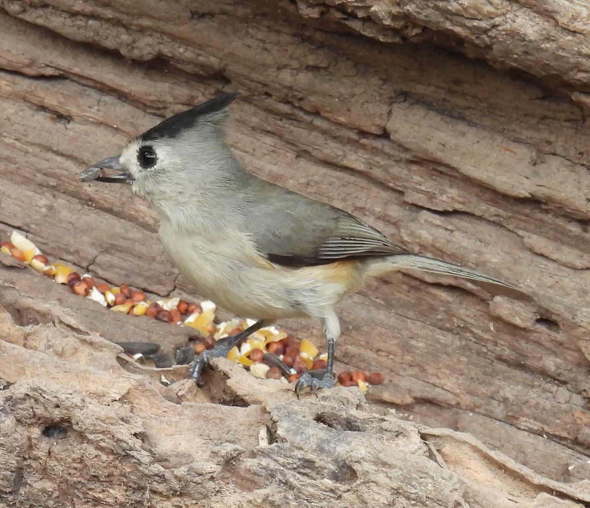 Синиця чорночуба - ML646839678