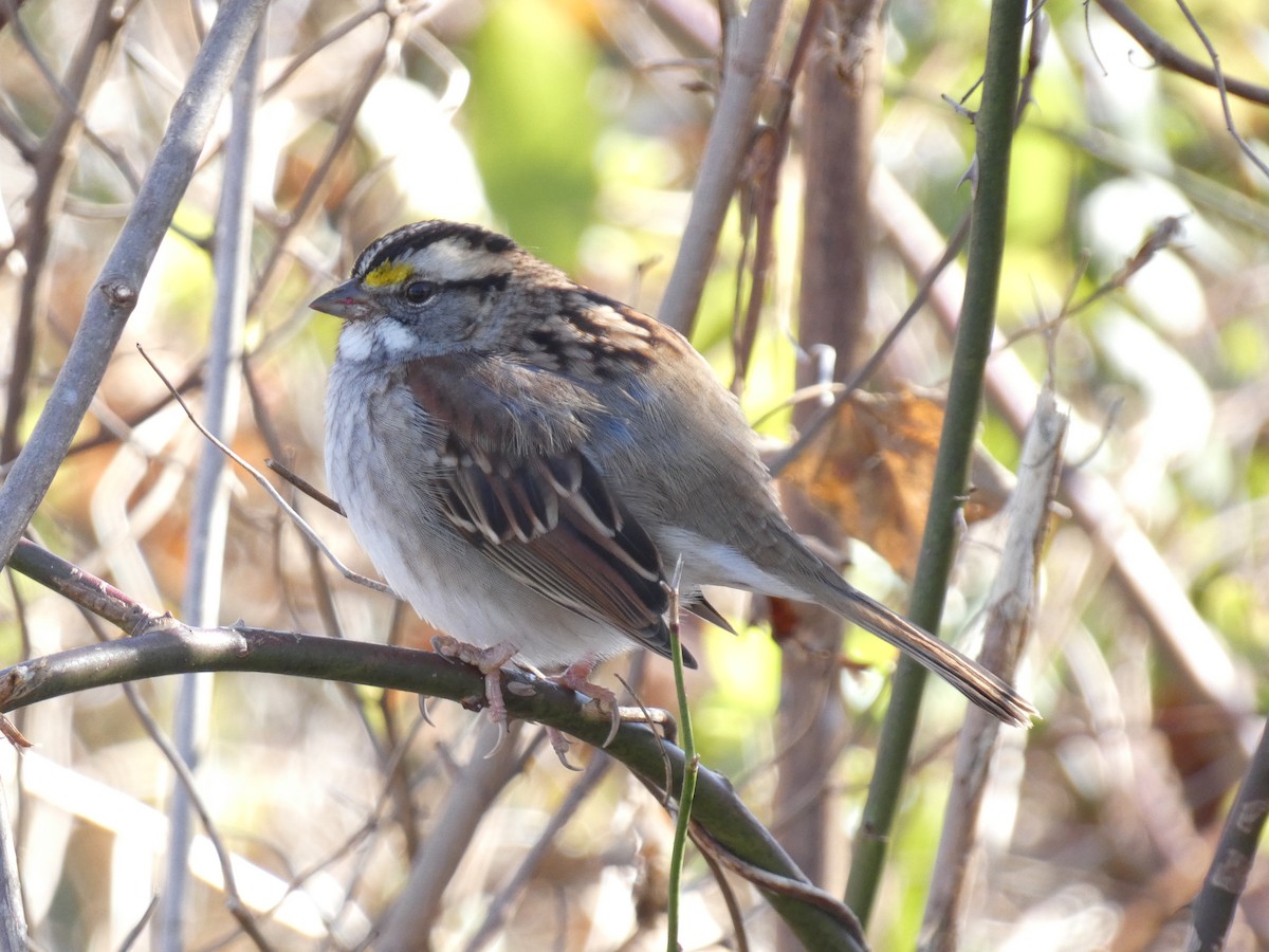 White-throated Sparrow - ML646839683