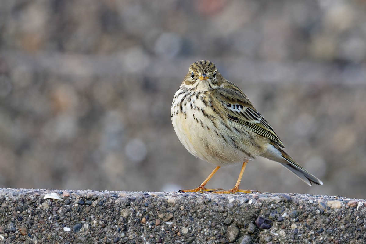 マキバタヒバリ - ML646839684