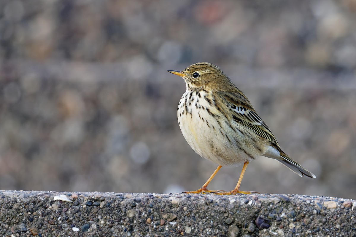 マキバタヒバリ - ML646839685