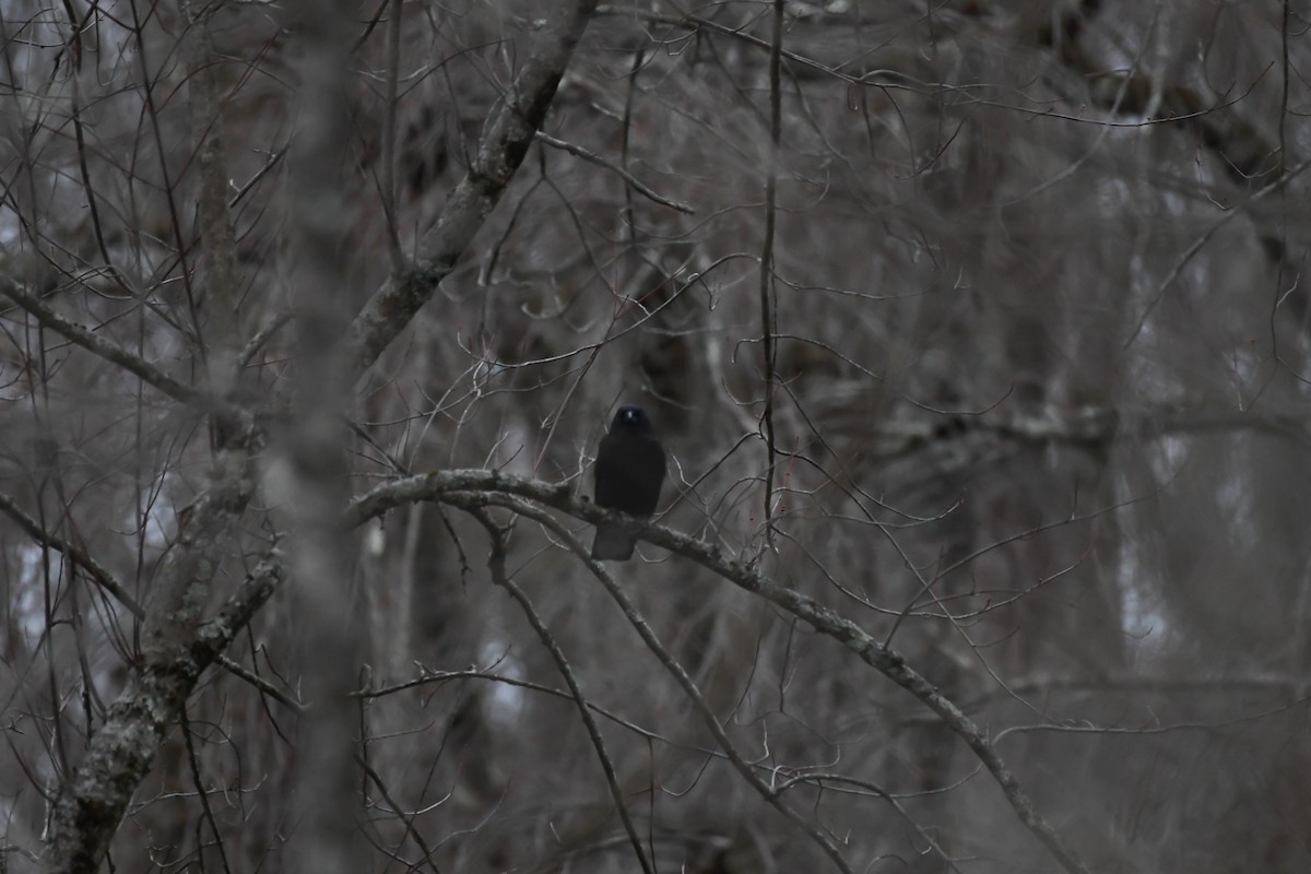 アメリカガラス - ML646839689