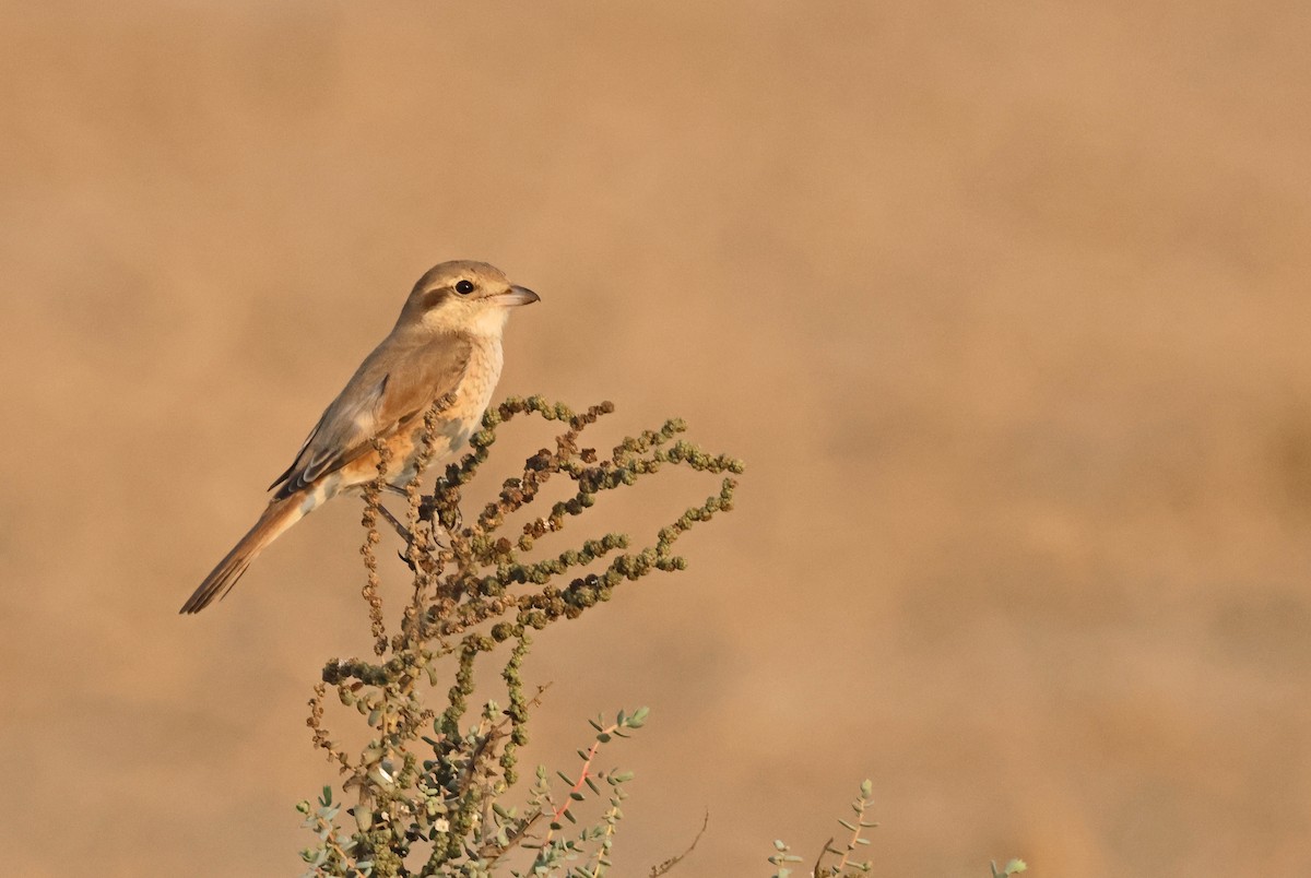 Alcaudón Isabel - ML646839694