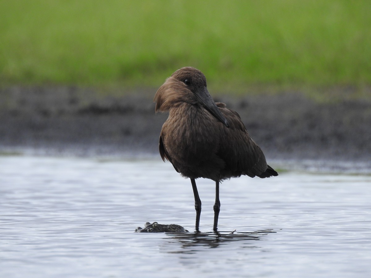 Hamerkop - ML646839696
