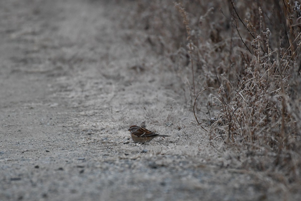 ムナフヒメドリ - ML646839697