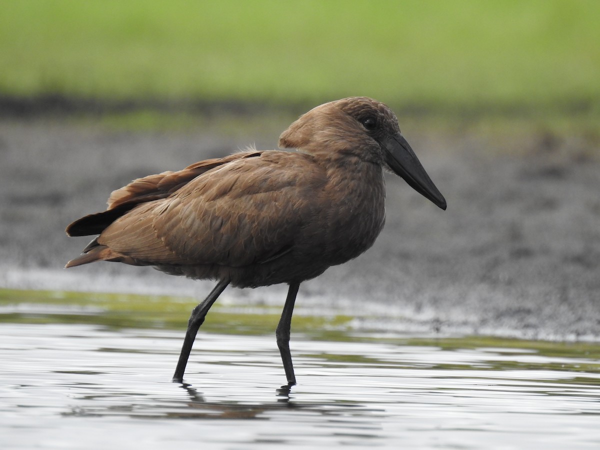 Hamerkop - ML646839698