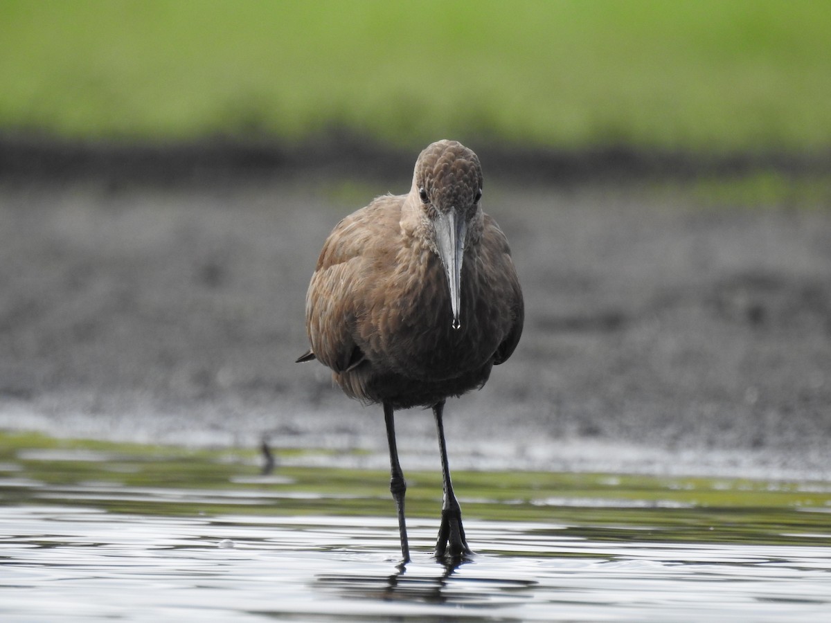 Hamerkop - ML646839699