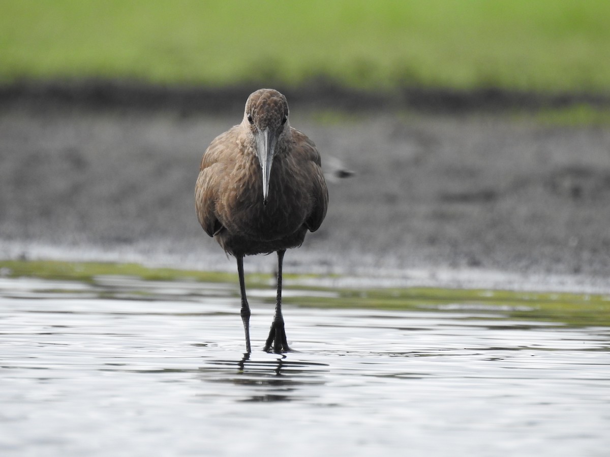 Hamerkop - ML646839700