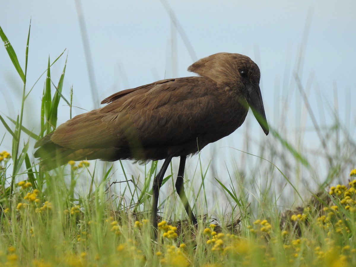 Hamerkop - ML646839701