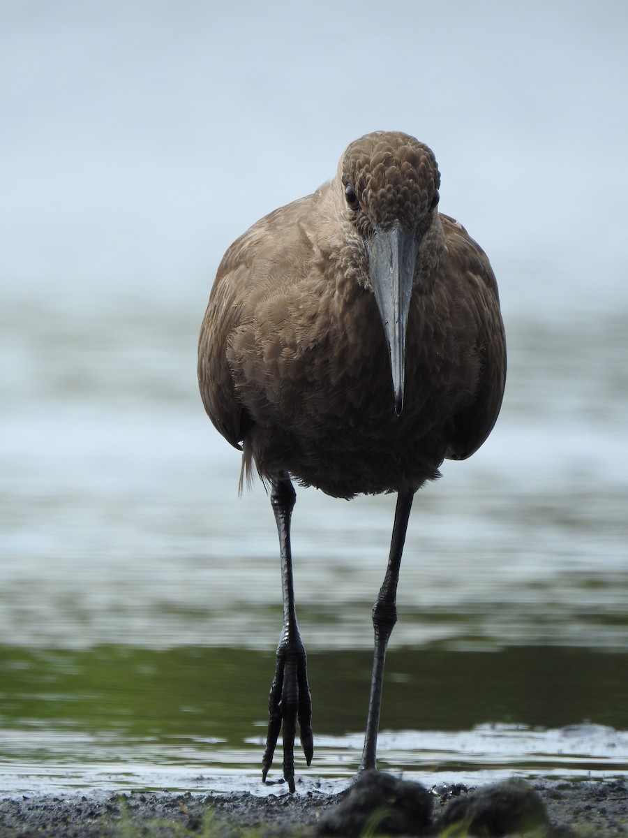 Hamerkop - ML646839702