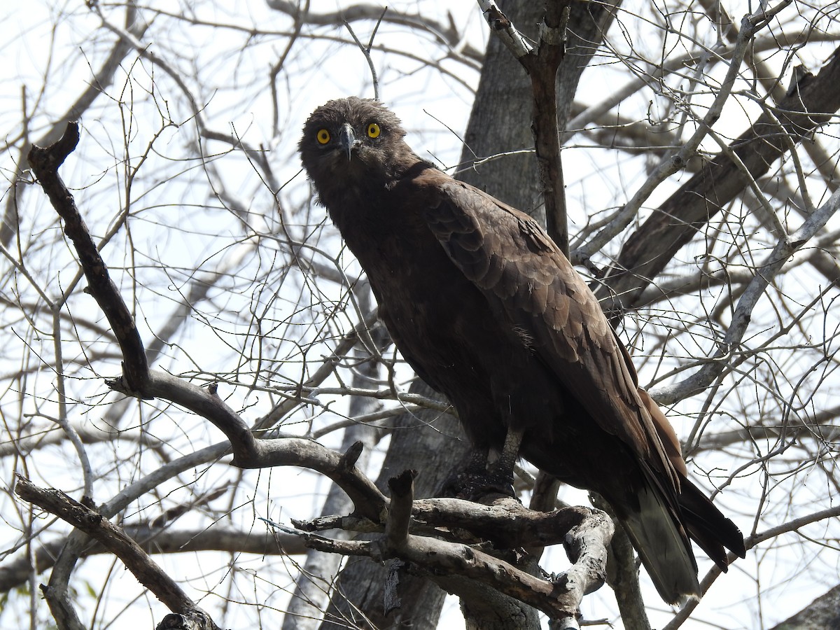 Brown Snake-Eagle - ML646839703