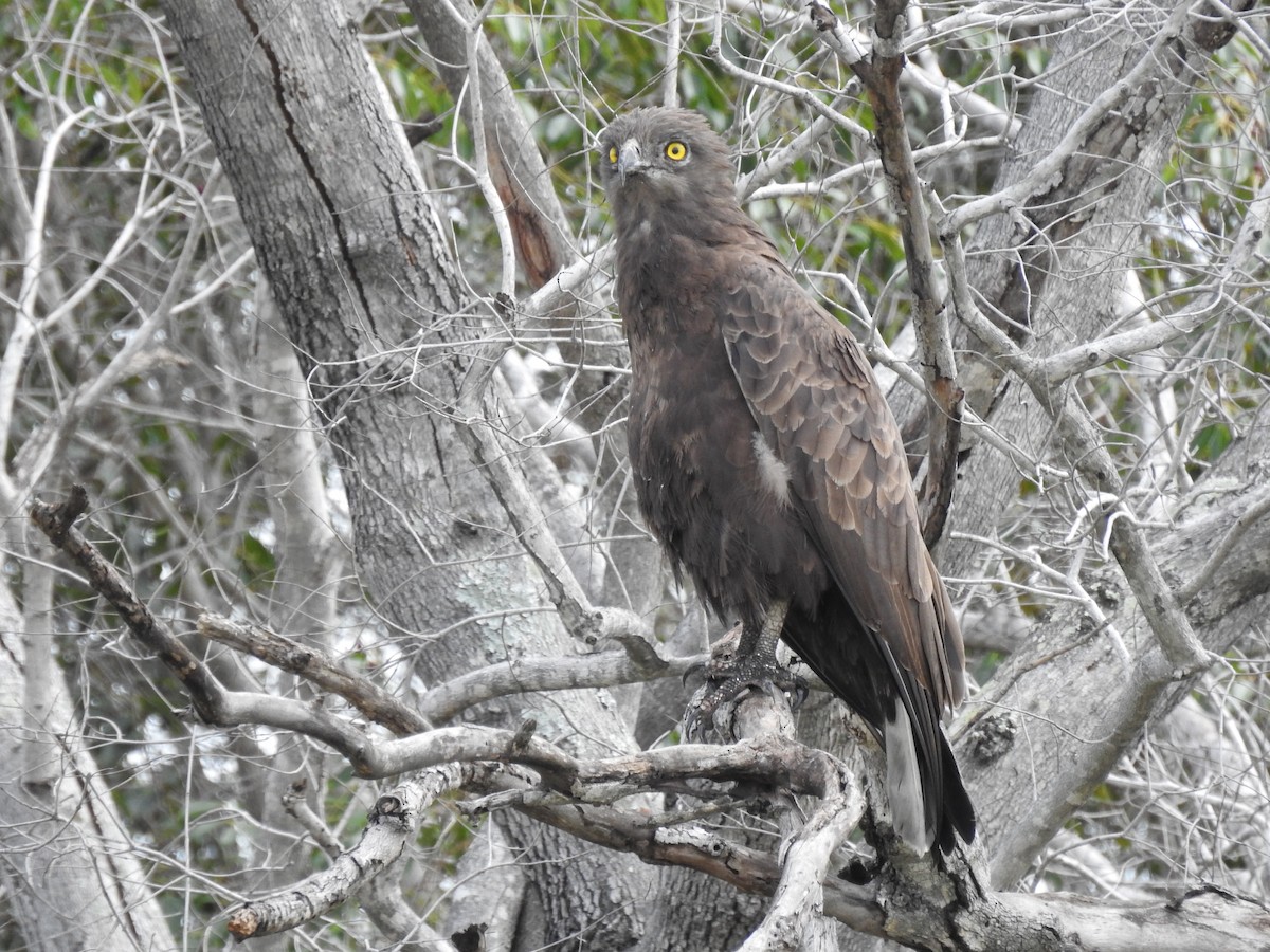 Brown Snake-Eagle - ML646839704