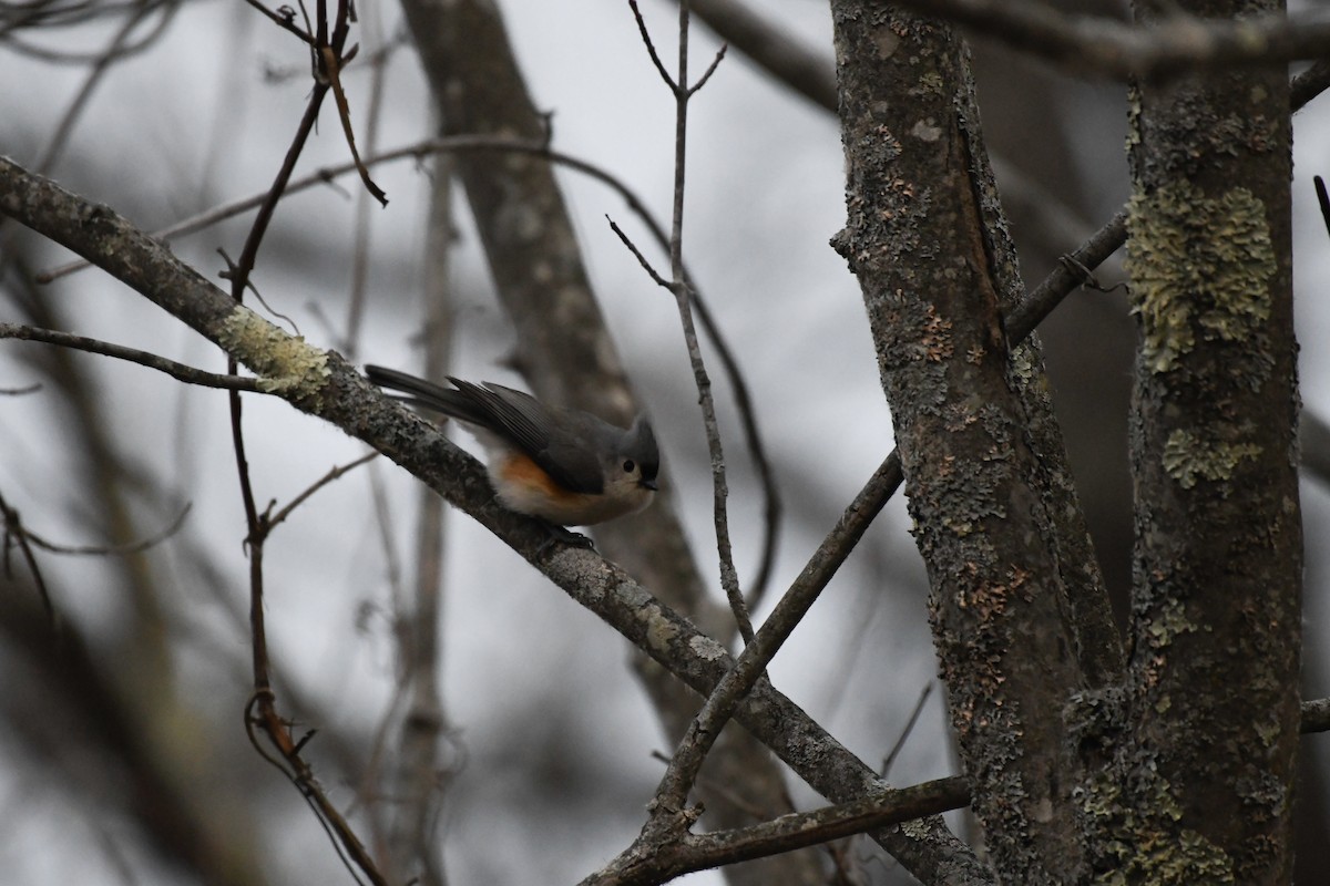 エボシガラ - ML646839706