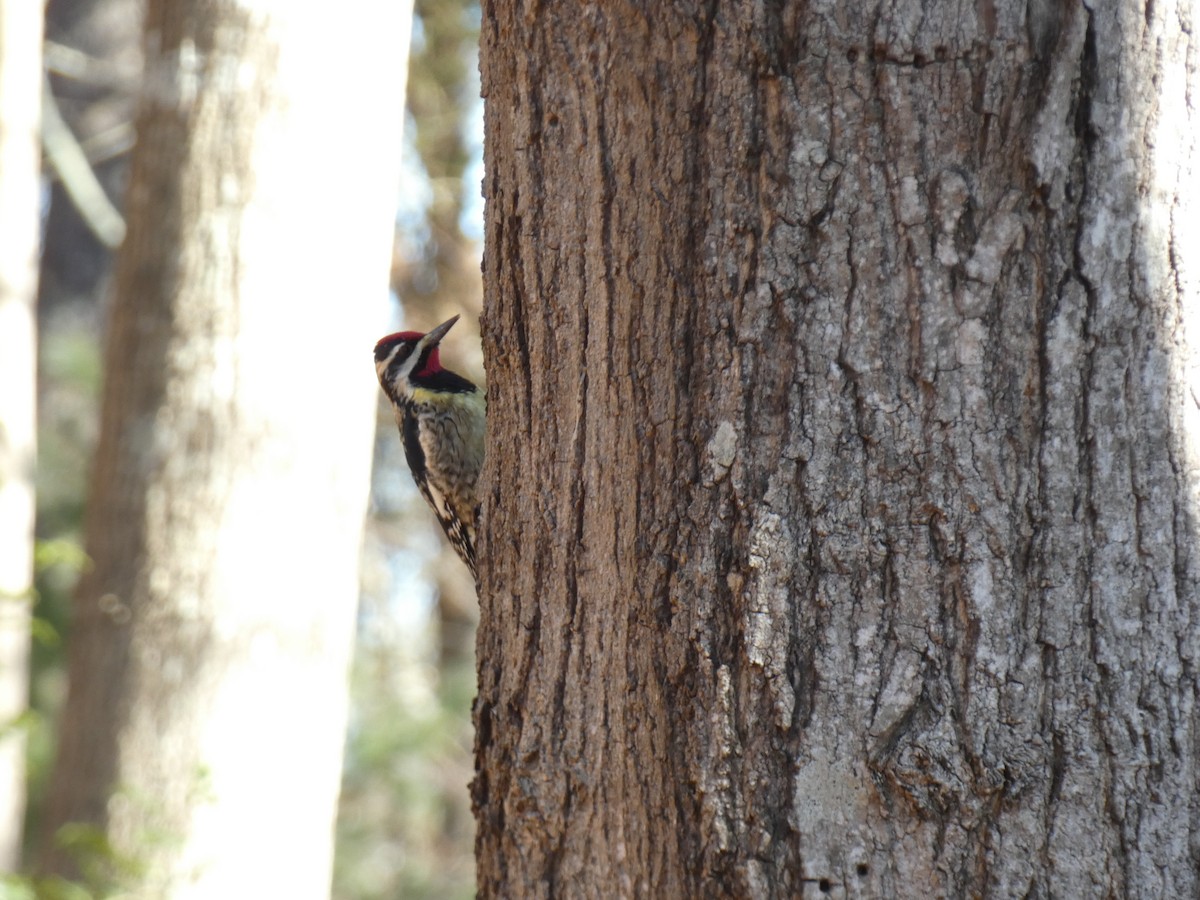 Yellow-bellied Sapsucker - ML646839707