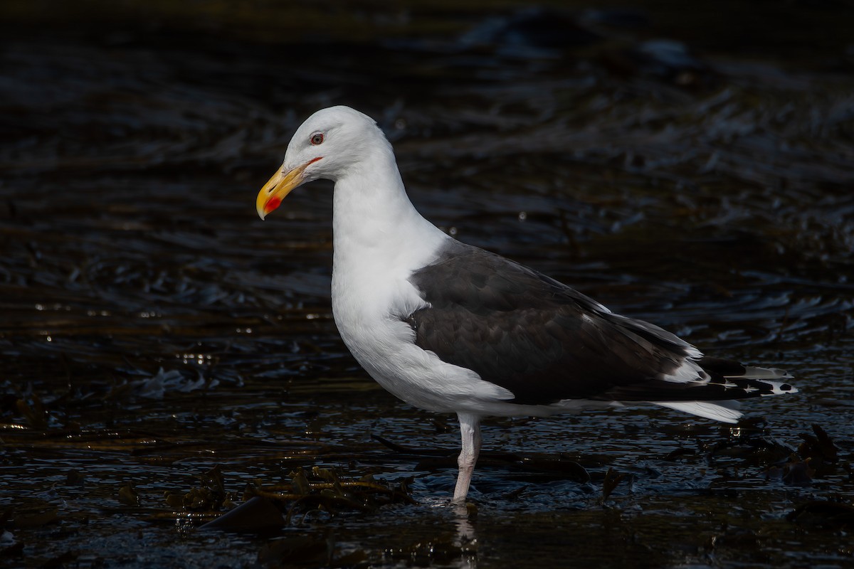 svartbak - ML646839708