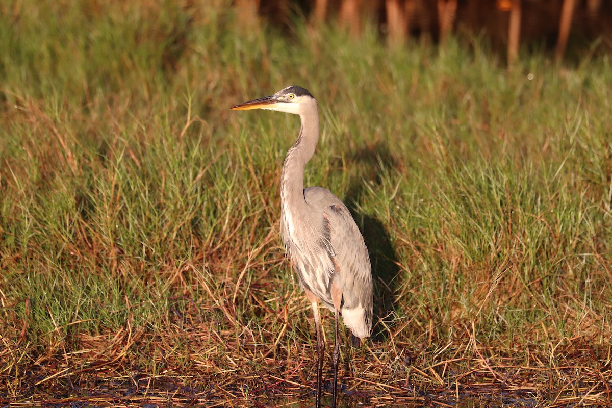 Great Blue Heron - ML646839709