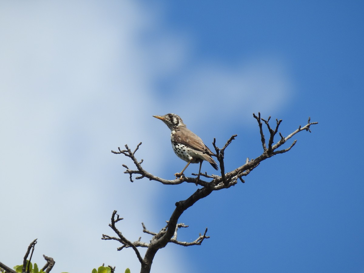 Groundscraper Thrush - ML646839710