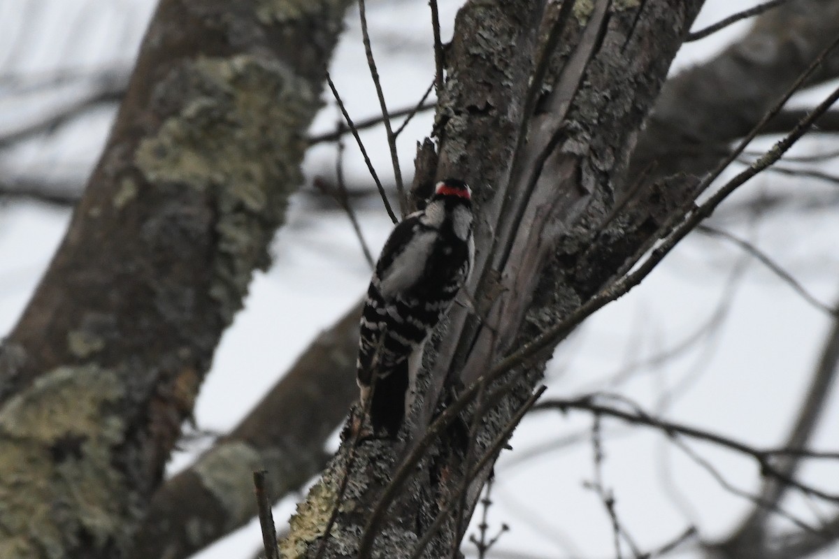 セジロコゲラ - ML646839711