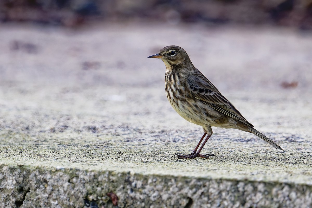 ニシヨーロッパタヒバリ - ML646839713