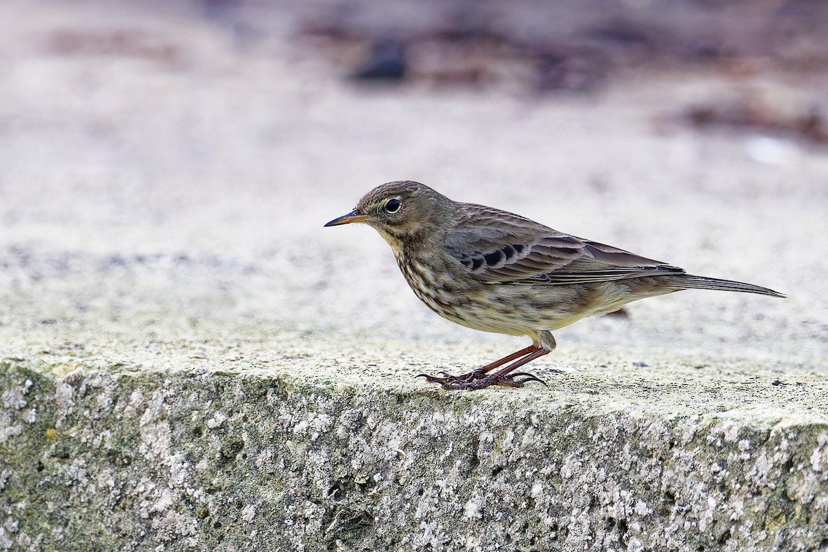 ニシヨーロッパタヒバリ - ML646839714