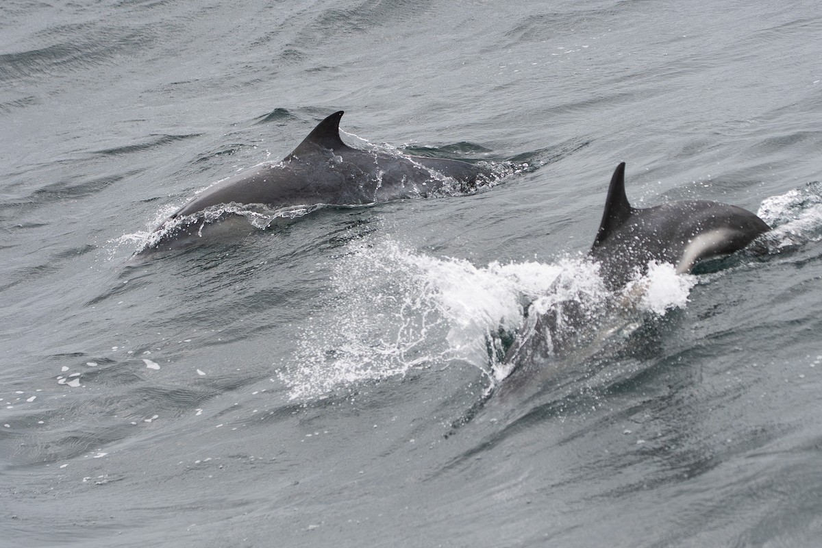 Common Dolphin - ML646839718