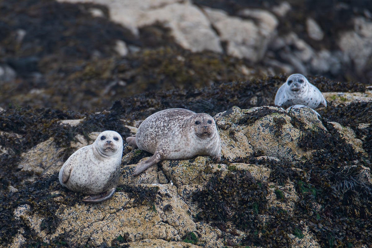 Harbor Seal - ML646839719