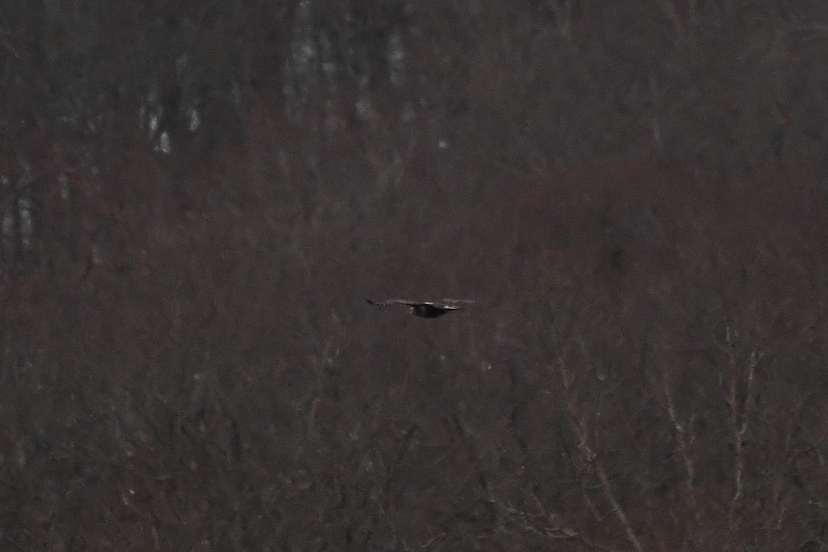 ハクトウワシ - ML646839720