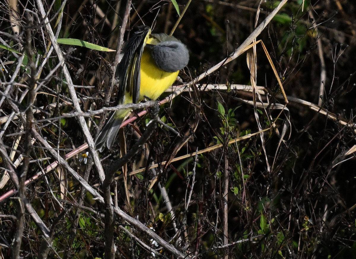 Tropical Kingbird - ML646839723