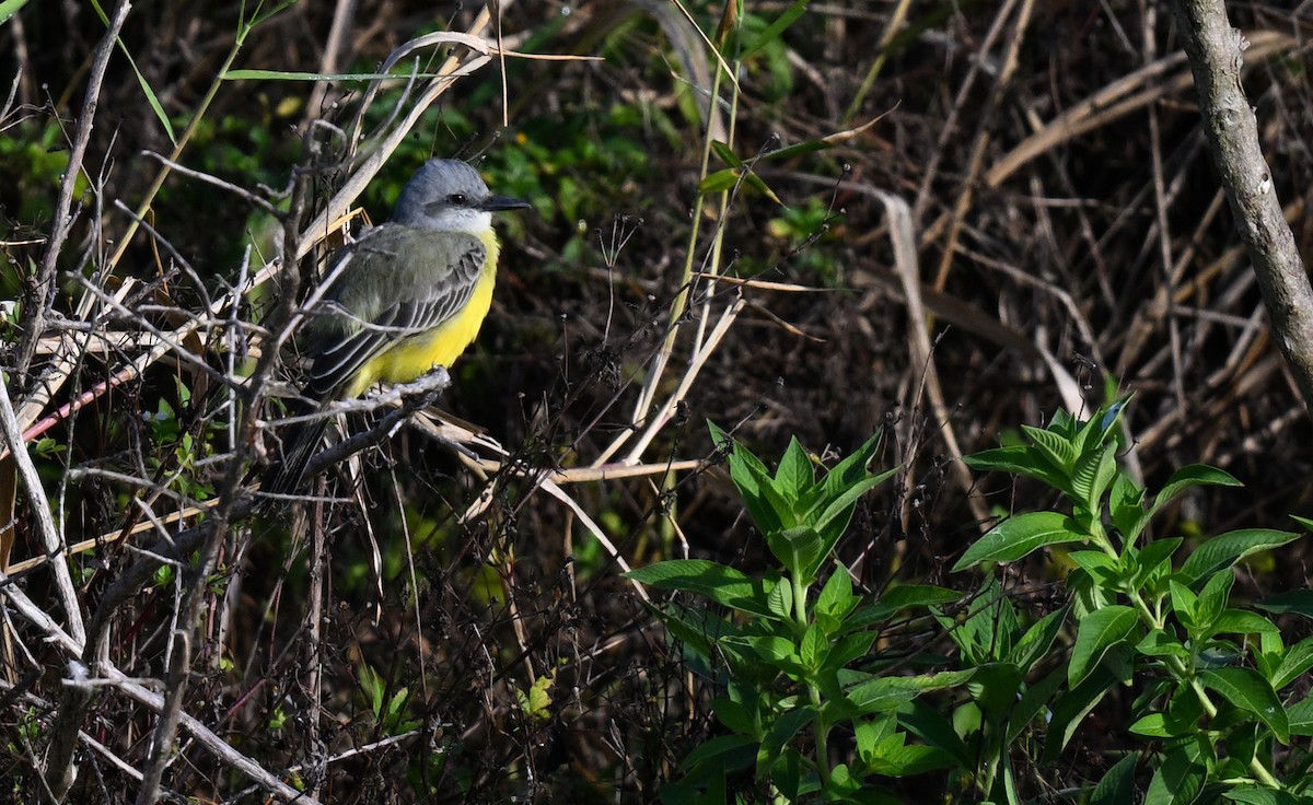 Tropical Kingbird - ML646839724