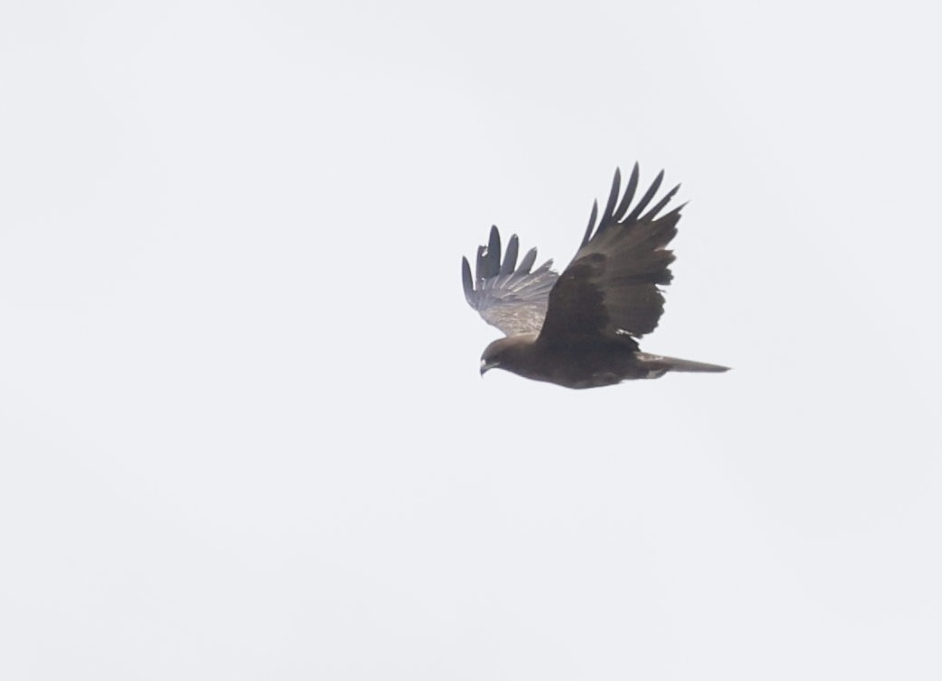 Wahlberg's Eagle - ML646839725