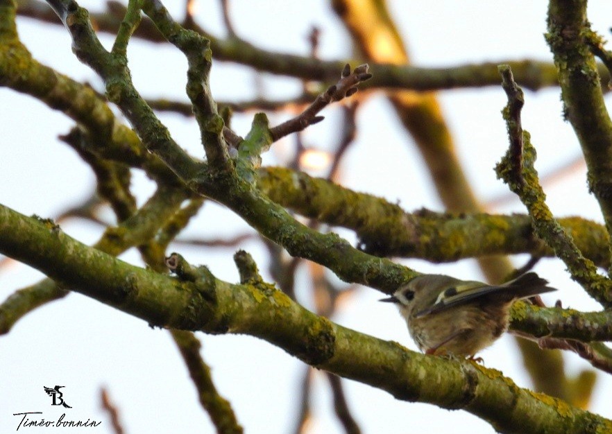 Goldcrest - ML646839727