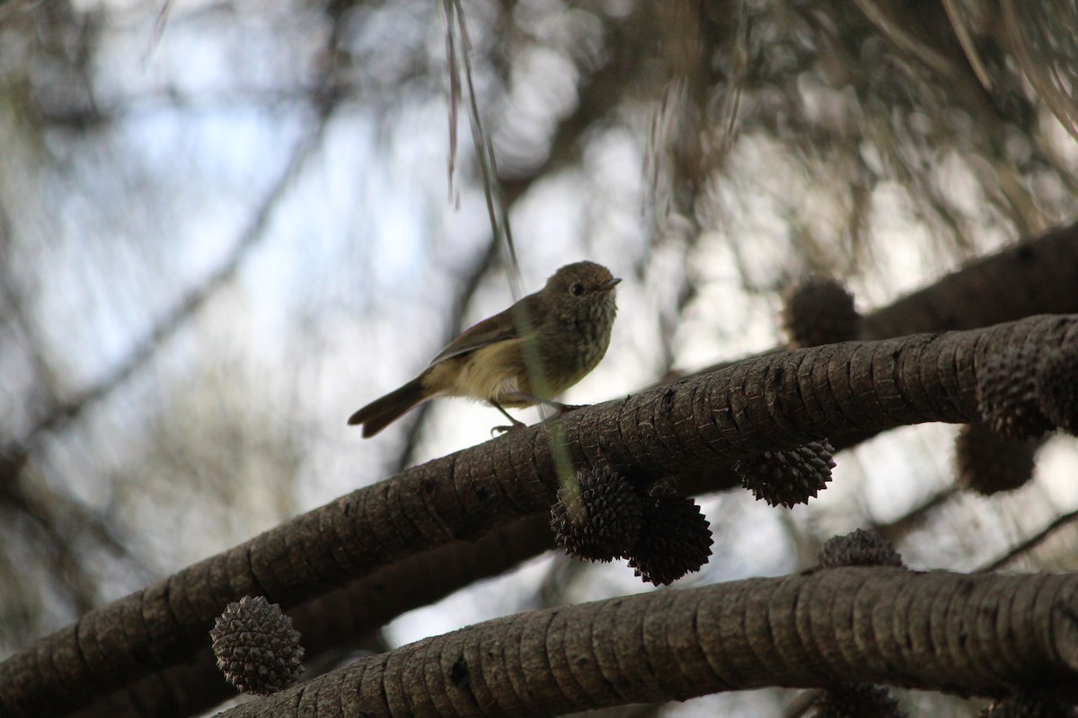 Brown Thornbill - ML646839728
