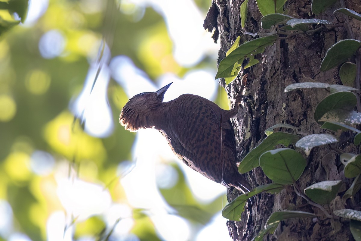 Rufous Woodpecker - ML646839730