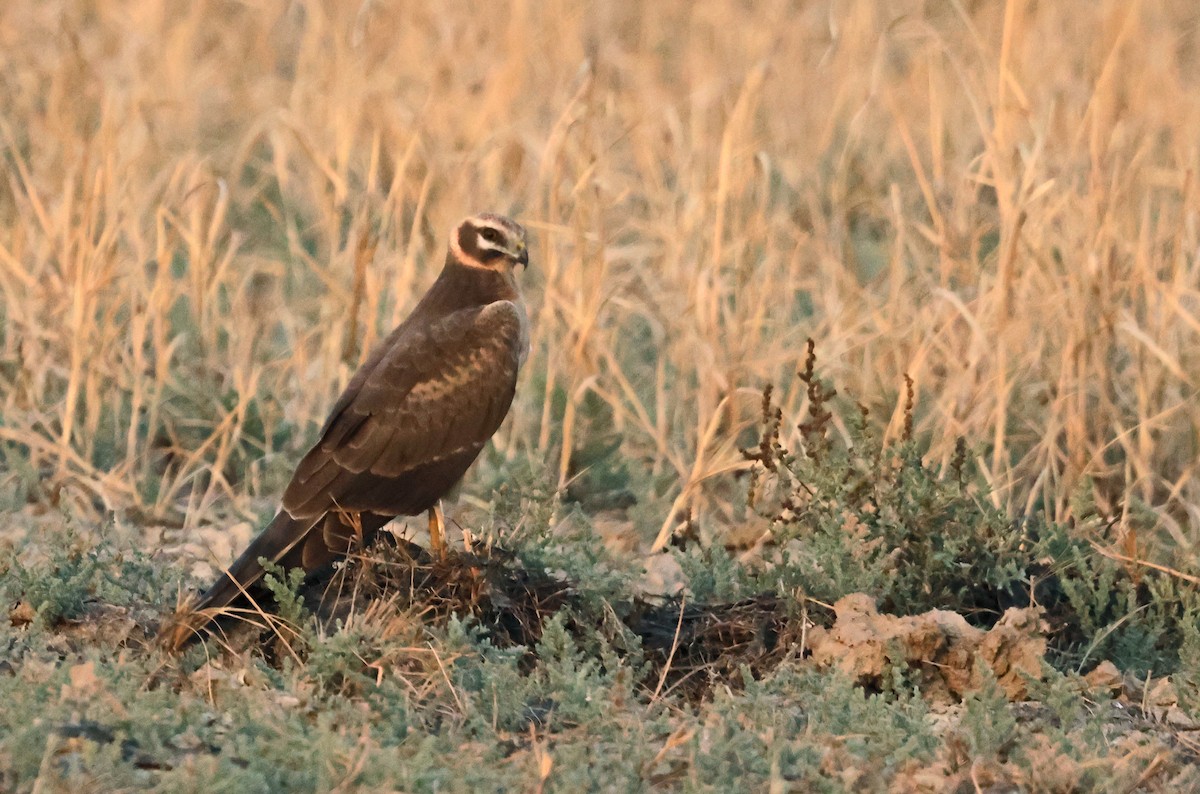 Aguilucho Papialbo - ML646839731