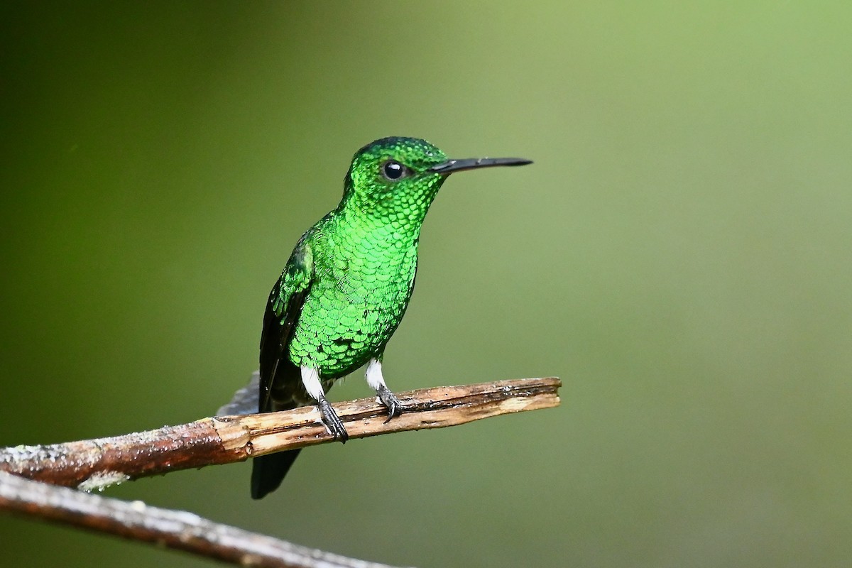 Steely-vented Hummingbird - ML646839732