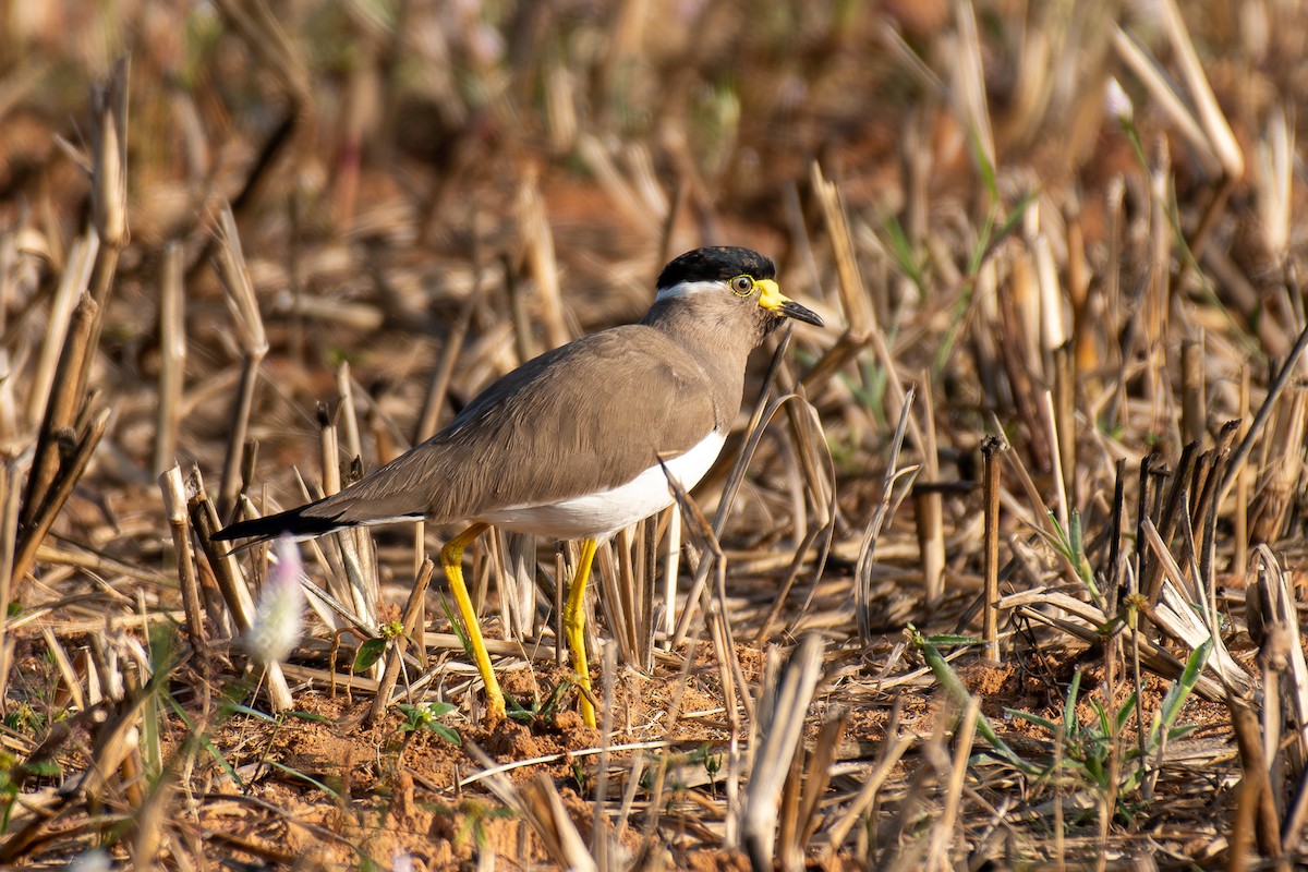 Avefría Malabar - ML646839736