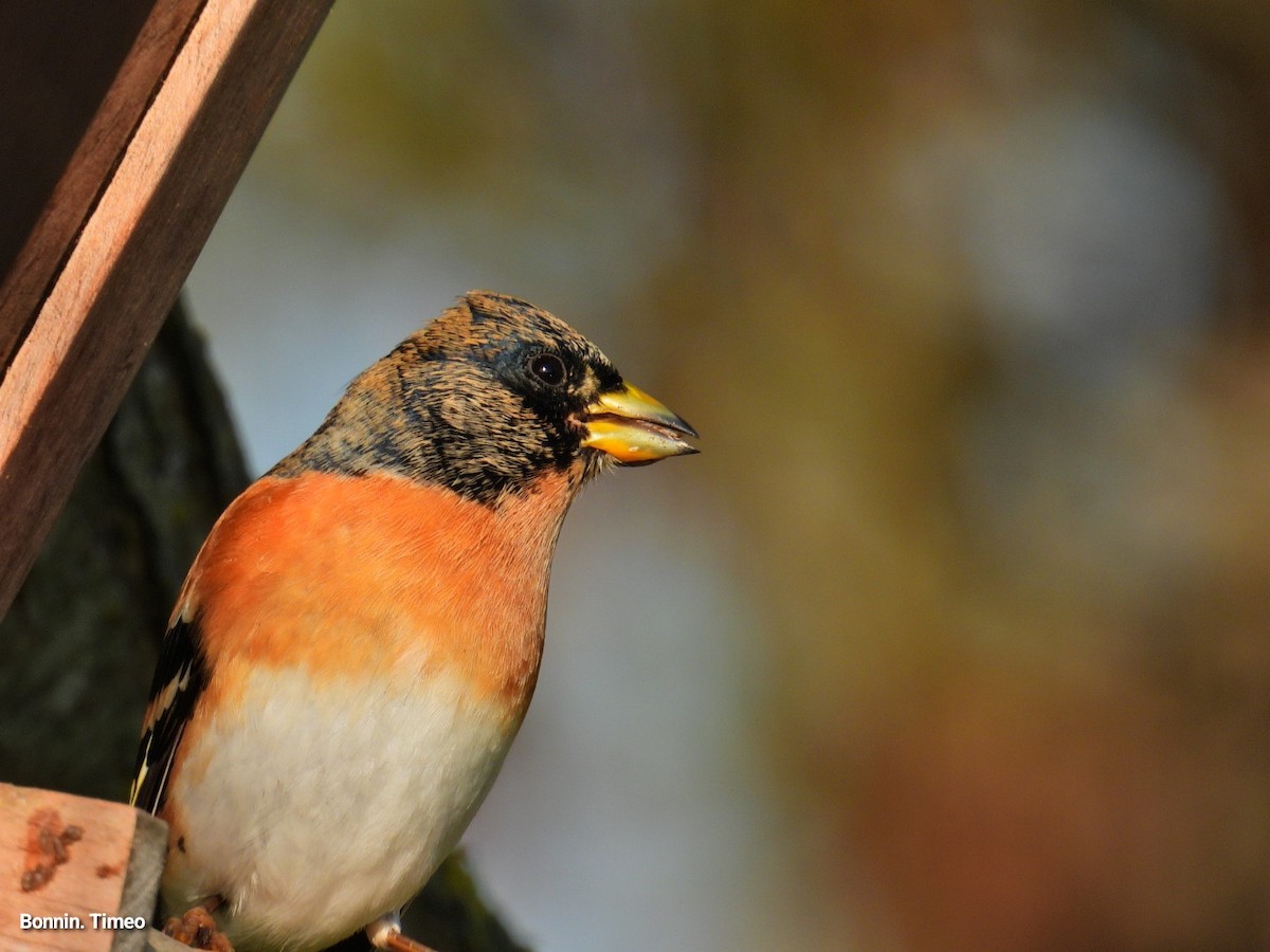 Brambling - ML646839737