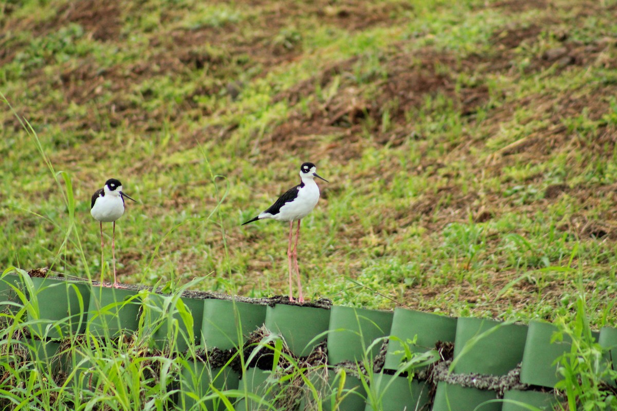 Black-necked Stilt - ML646839738