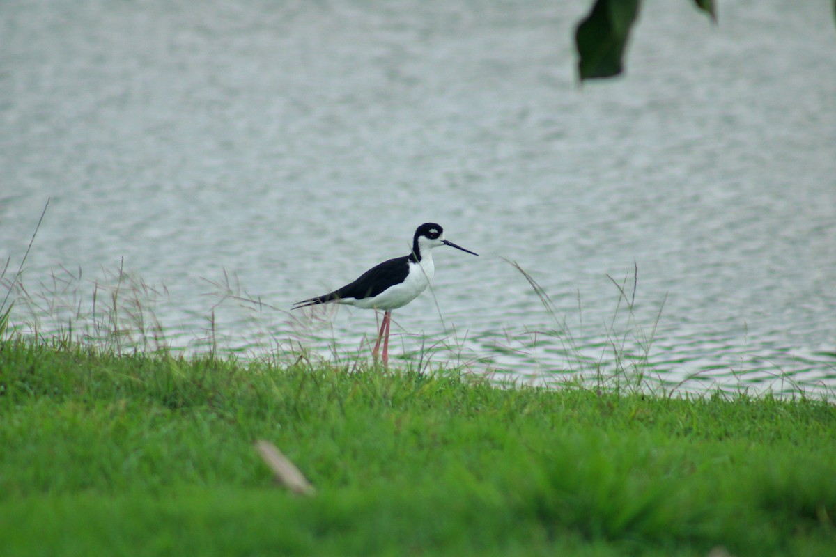 Black-necked Stilt - ML646839739