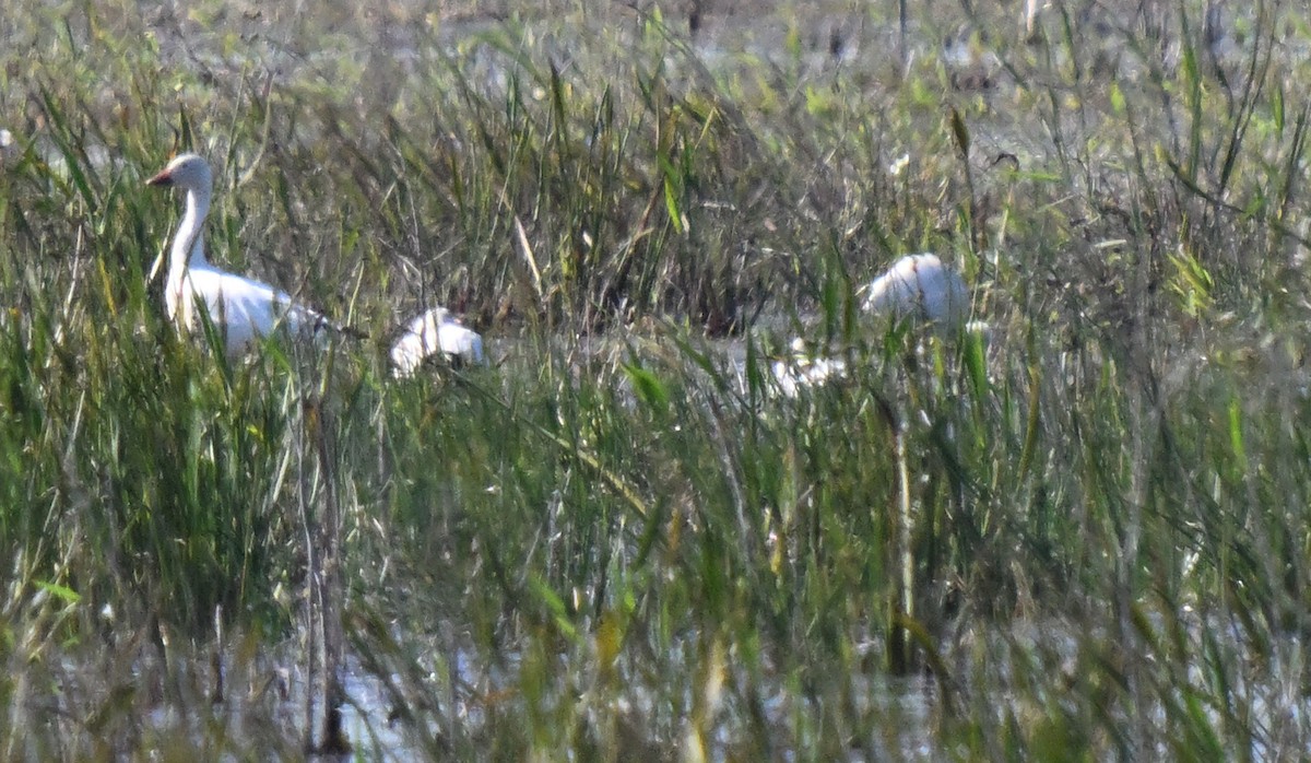 Цасны галуу - ML646839740