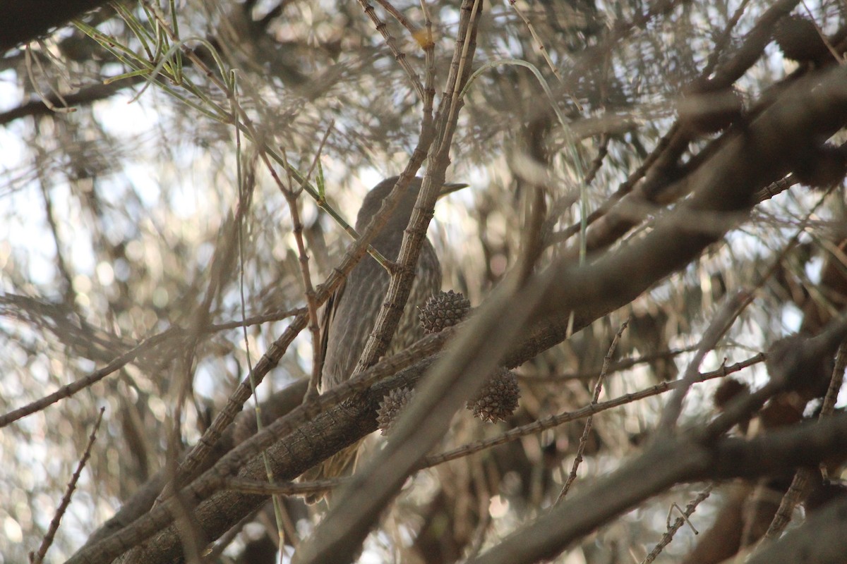 Red Wattlebird - ML646839741