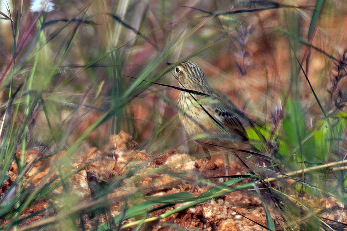 Bisbita Estepario - ML646839742