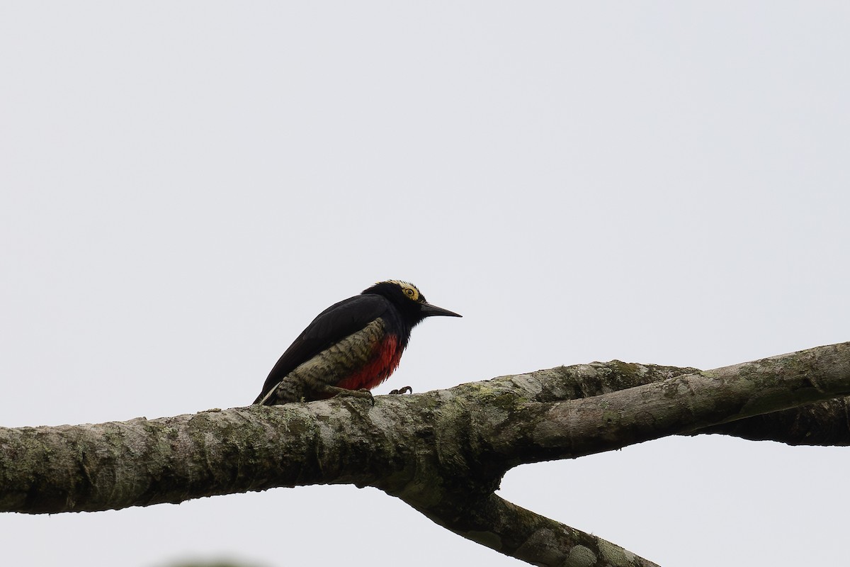 Yellow-tufted Woodpecker - ML646839743