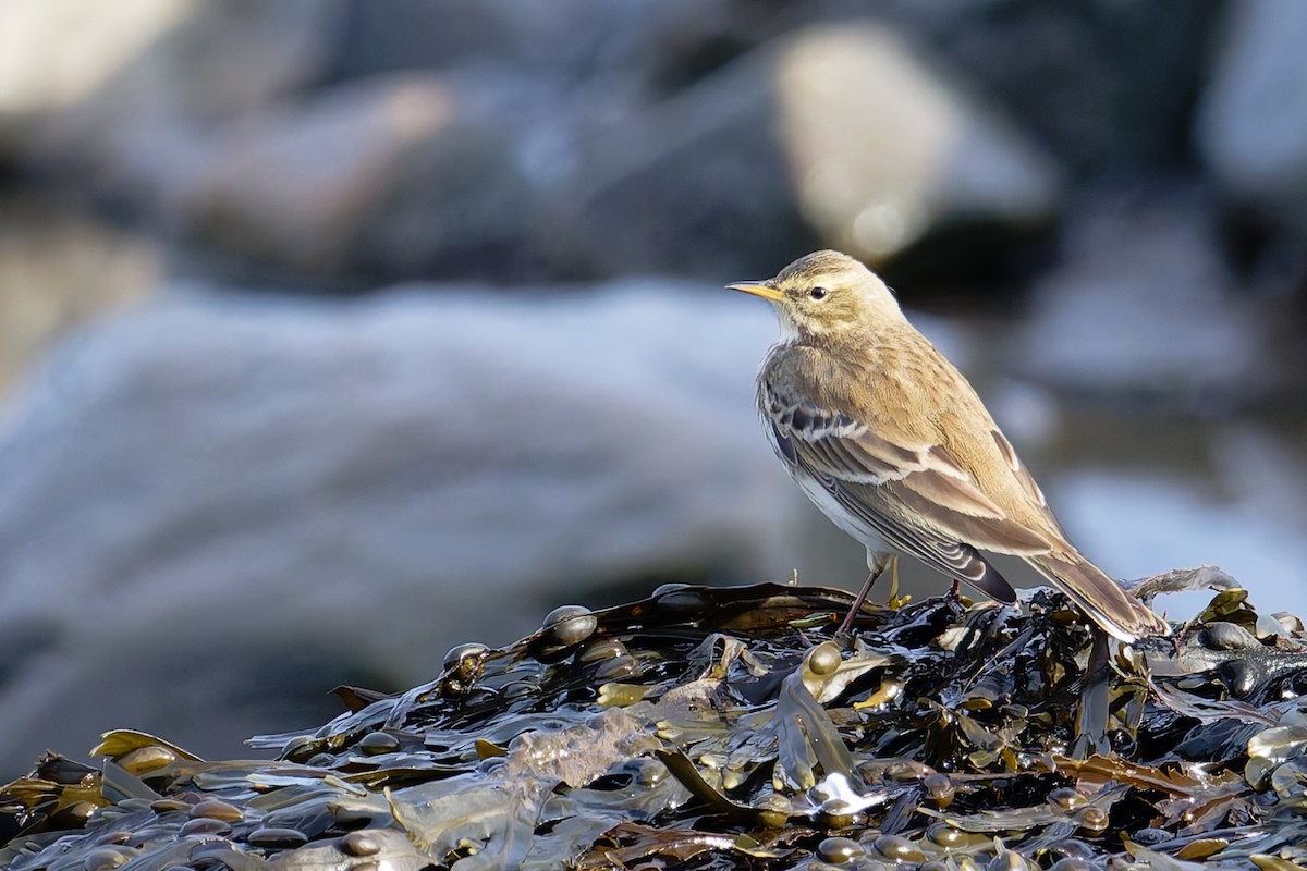 vannpiplerke - ML646839744