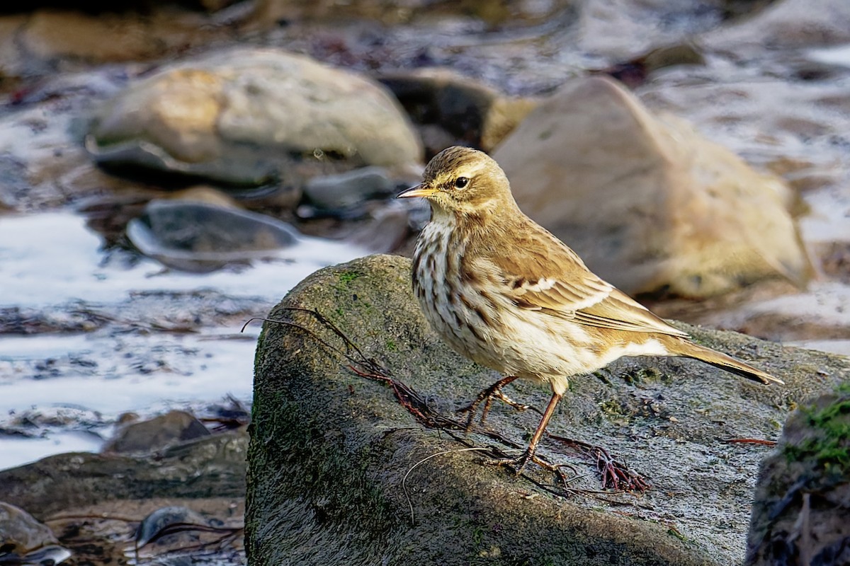 vannpiplerke - ML646839745