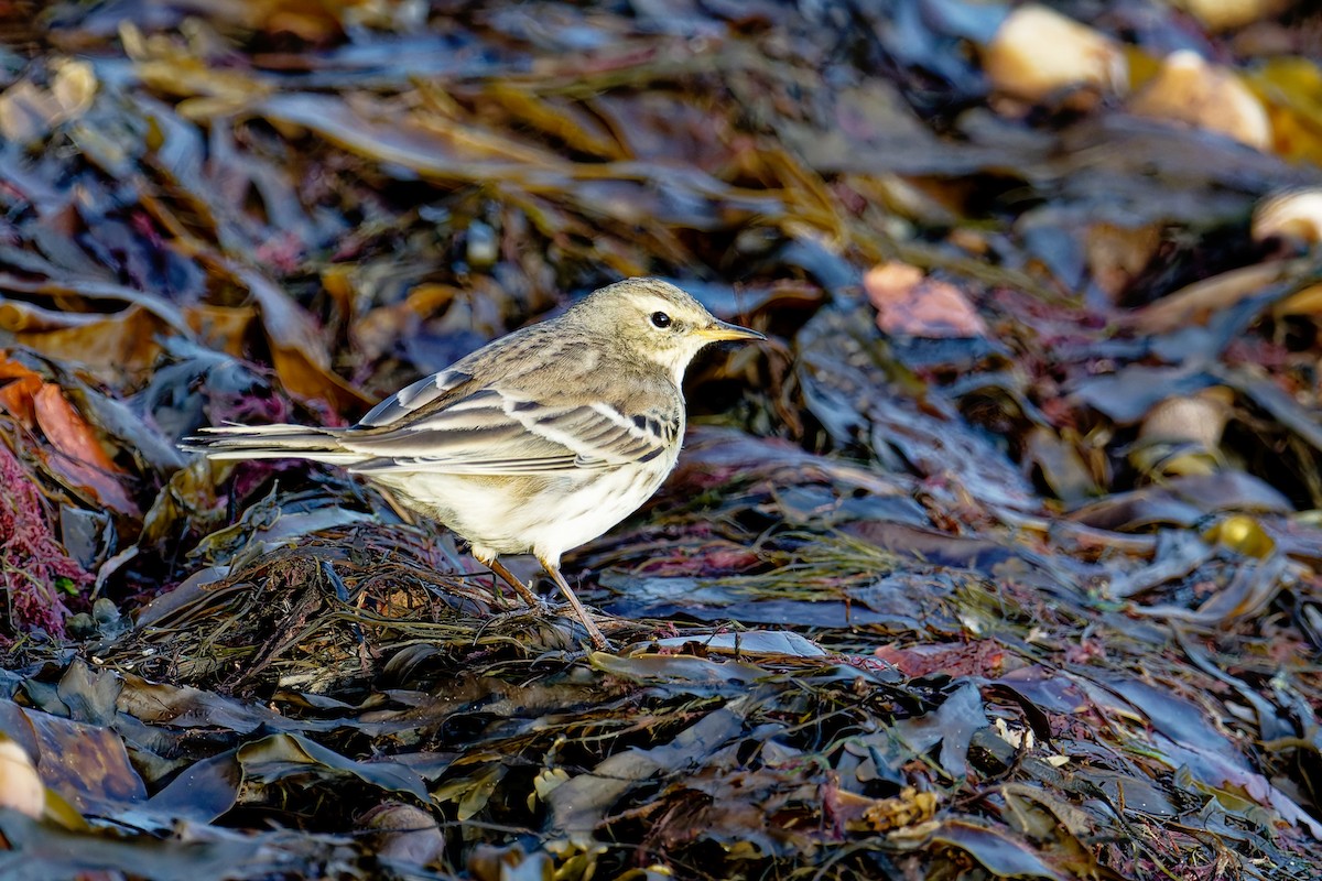 vannpiplerke - ML646839746