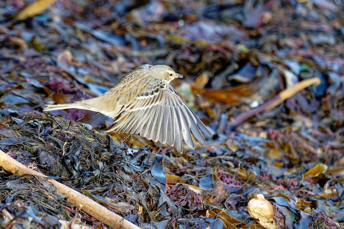 vannpiplerke - ML646839747