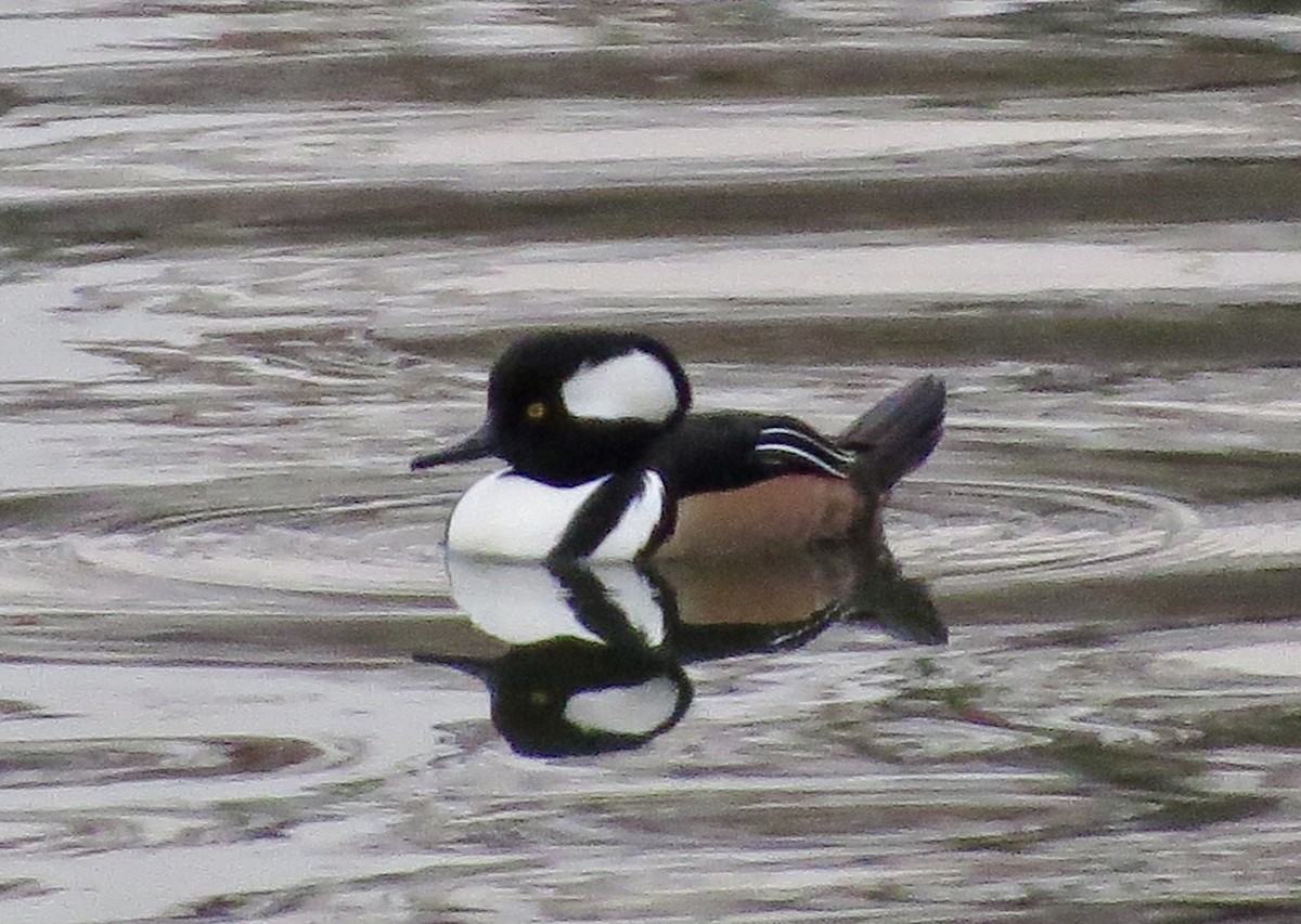 Hooded Merganser - ML646839748