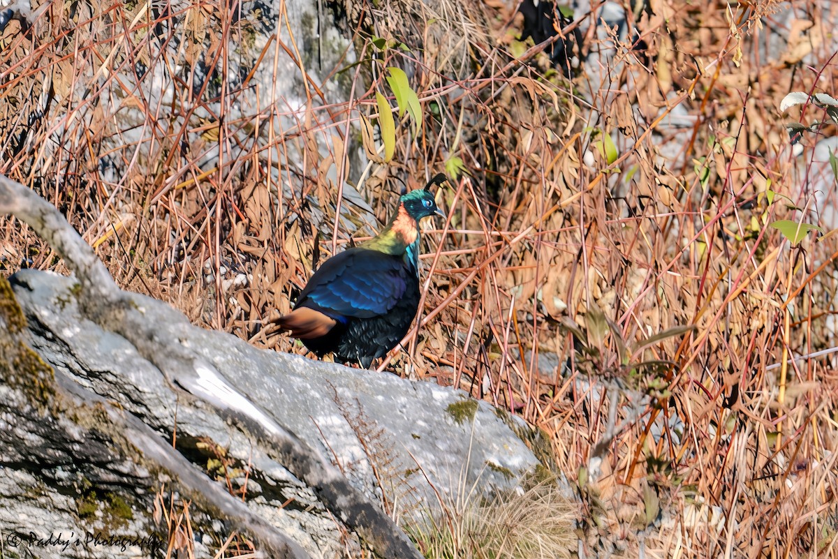 Himalayan Monal - ML646839749