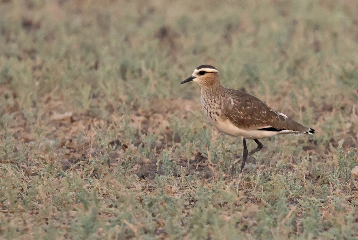 Avefría Sociable - ML646839752