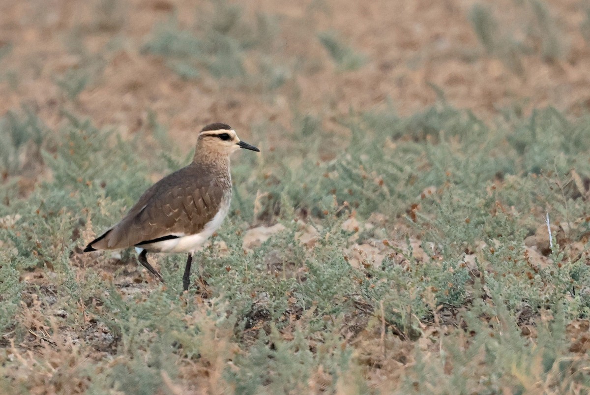 Avefría Sociable - ML646839753